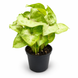 Сингоніум Данг Тонг (Syngonium 'Dang Tong') д8 1485 фото 1