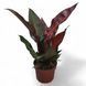 Філодендрон Блек Кардінал (Philodendron 'Black Cardinal') д12 949 фото 1