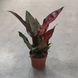 Філодендрон Блек Кардінал (Philodendron 'Black Cardinal') д12 949 фото 3