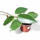 Хойя Макрофілла (Hoya macrophylla)  2200 фото 1