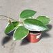 Хойя Макрофілла (Hoya macrophylla)  2200 фото 3