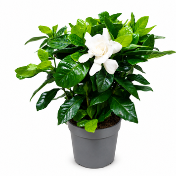 Гарденія жасмінова (Gardenia jasminoides) д12 3420 фото