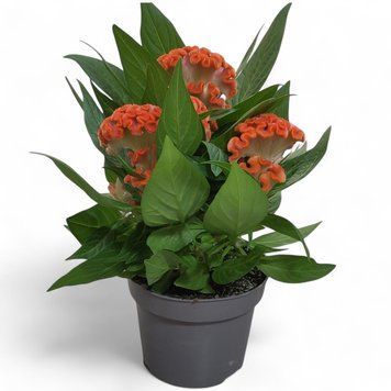 Целозія гребінчаста Помаранчева(Celosia argentea var. cristata) 2394 фото