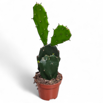 Опунція Ямайська (Opuntia &ndash; Jamaican type) д9 3097 фото