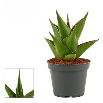 Сансевиерия Темпл Кровн (Sansevieria &lsquo;Temple Crown&rsquo;) д12 3051 фото