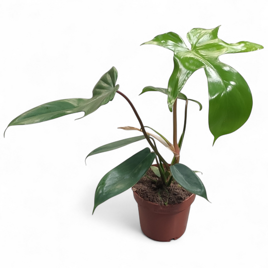 Філодендрон Флорида — купити Philodendron Florida | dflora.com.ua