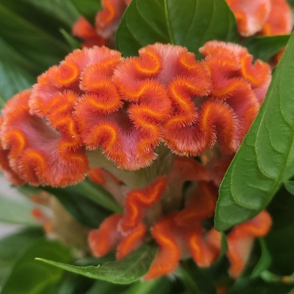 Целозія гребінчаста Помаранчева(Celosia argentea var. cristata) 2394 фото