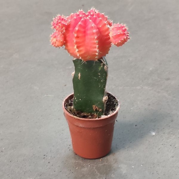 Гимнокалициум Михановича (Gymnocalycium mihanovichii) 2590 фото