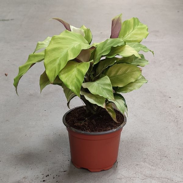 Калатя Елоу Фьюжн (Calathea Yellow Fusion) д10.5  2638 фото