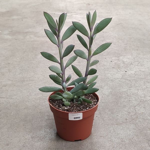 Сенеціо крассісімус (Senecio crassissimus) 2207 фото