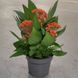 Целозія гребінчаста Помаранчева(Celosia argentea var. cristata) 2394 фото 3
