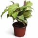 Калатя Елоу Фьюжн (Calathea Yellow Fusion) д10.5  2638 фото 1