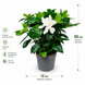 Гарденія жасмінова (Gardenia jasminoides) д12 3420 фото 2