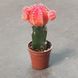 Гимнокалициум Михановича (Gymnocalycium mihanovichii) 2590 фото 2