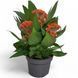 Целозія гребінчаста Помаранчева(Celosia argentea var. cristata) 2394 фото 1