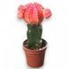 Гимнокалициум Михановича (Gymnocalycium mihanovichii) 2590 фото 1
