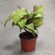 Калатя Елоу Фьюжн (Calathea Yellow Fusion) д10.5  2638 фото 2