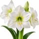 Гіпеаструм білий (Hippeastrum) д12 3530 фото 2