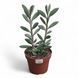 Сенеціо крассісімус (Senecio crassissimus) 2207 фото 1