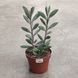 Сенеціо крассісімус (Senecio crassissimus) 2207 фото 3