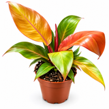 Филодендрон Оранж Принц (Philodendron 'Prince of Orange') д12 397 фото
