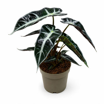Алоказія Бамбіно (Alocasia Bambino) д9 3300 фото