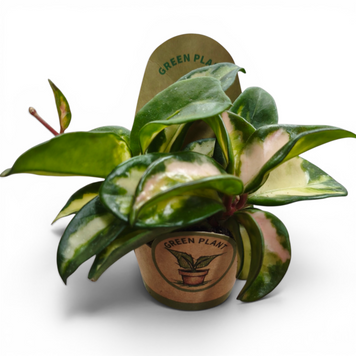Хойя триколор (Hoya tricolor) д6 2231 фото