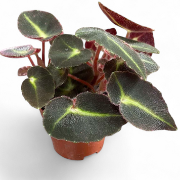 Бегония Листада (Begonia listada) д6 2997 фото