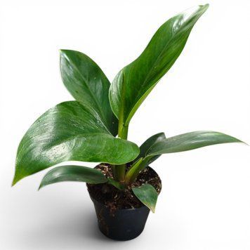 Філодендрон Грін Б'юті (Philodendron &lsquo;Green Beauty&rsquo;) д9 3190 фото