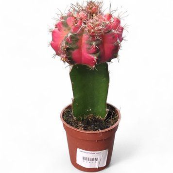 Гімнокаліціум Михановича (Gymnocalycium mihanovichii) 1431 фото