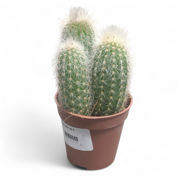 Клейстокактус Страуси (Cleistocactus strausii) д 5.5  3046 фото