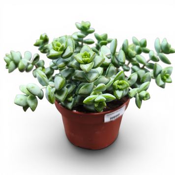 Крассула Рупестріс (Crassula rupestris) д12 3140 фото