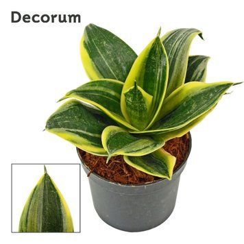 Сансев'єрія Ханні Тріфасціата (Sansevieria trifasciata &lsquo;Hahnii&rsquo;) д6 2846 фото