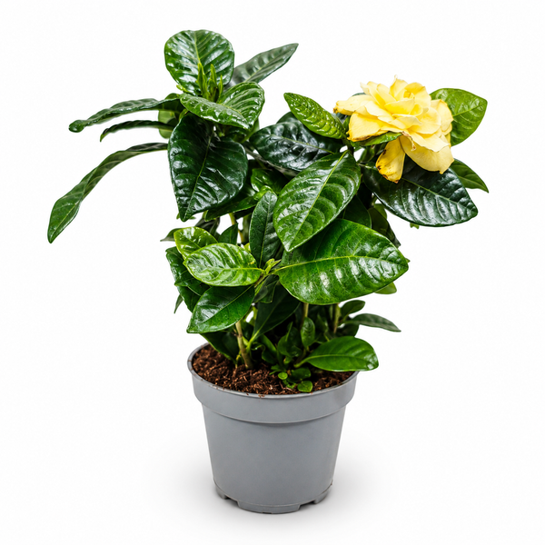 Гарденія жасмінова (Gardenia jasminoides) д9 275 фото