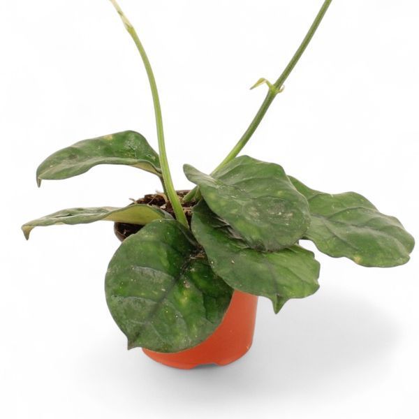 Хойя Вілоса (Hoya villosa)  2201 фото