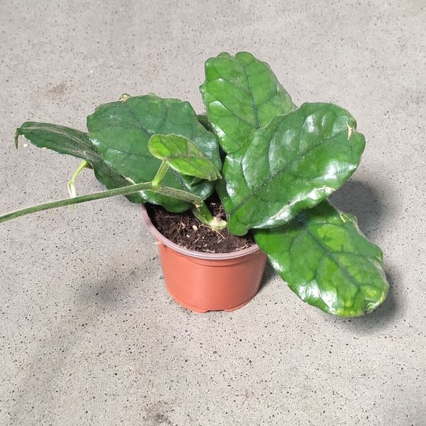 Хойя Вілоса (Hoya villosa)  2201 фото