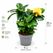 Гарденія жасмінова (Gardenia jasminoides) д9 275 фото 2