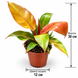 Филодендрон Оранж Принц (Philodendron 'Prince of Orange') д12 397 фото 2