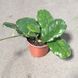 Хойя Вілоса (Hoya villosa)  2201 фото 4