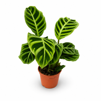 Калатея Зебрина (Calathea zebrina) д7 959 фото