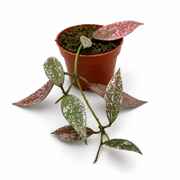 Хойя Лакуноза Лаос (Hoya lacunosa 'Laos') д6 3376 фото