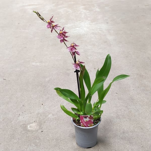 Орхидея Камбрия (Cymbidium) 2639 фото