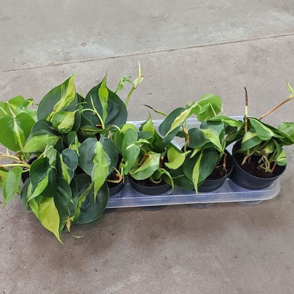 Філодендрон Бразіл (Philodendron Brasil) д6 3002 фото