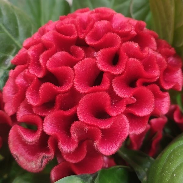 Целозія гребінчаста Червона (Celosia argentea var. cristata) 2395 фото