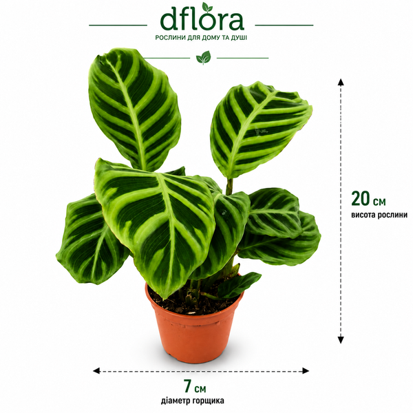 Калатея Зебрина (Calathea zebrina) д7 959 фото