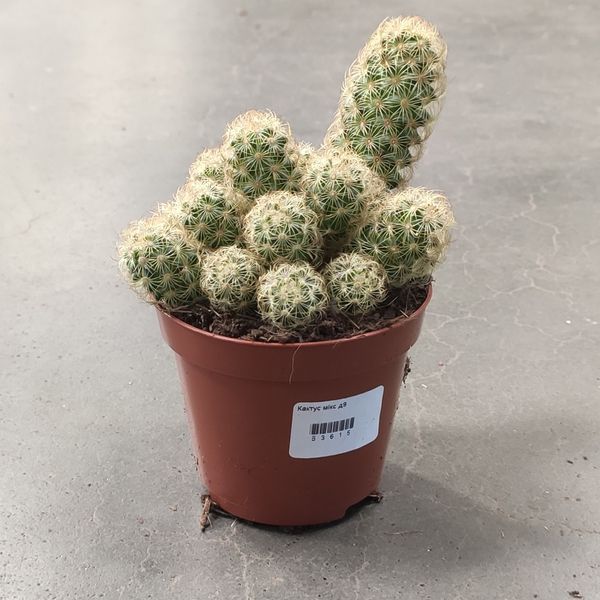 Маммилярия Элонгата (Mammillaria elongata) 2591 фото