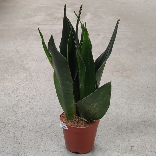 Сансевиерия Блэк Диамант (Sansevieria Black Diamond)  805 фото