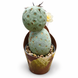 Тефрокактус Геометрикус (Tephrocactus geometricus) д6.5 3476 фото 1