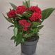 Целозія гребінчаста Червона (Celosia argentea var. cristata) 2395 фото 3