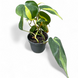 Філодендрон Бразіл (Philodendron Brasil) д6 3002 фото 1